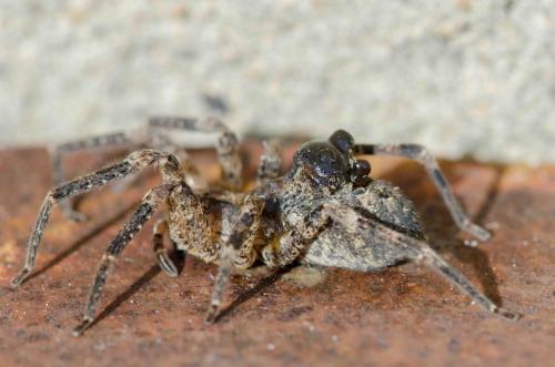 Zoropsis spinimana